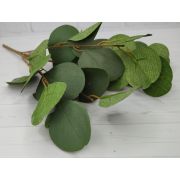 Куст эвкалипт «Дымчатый» 5в. в.-35см.