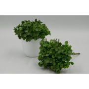 Срез самшит«Лима»6в. в.-20см.